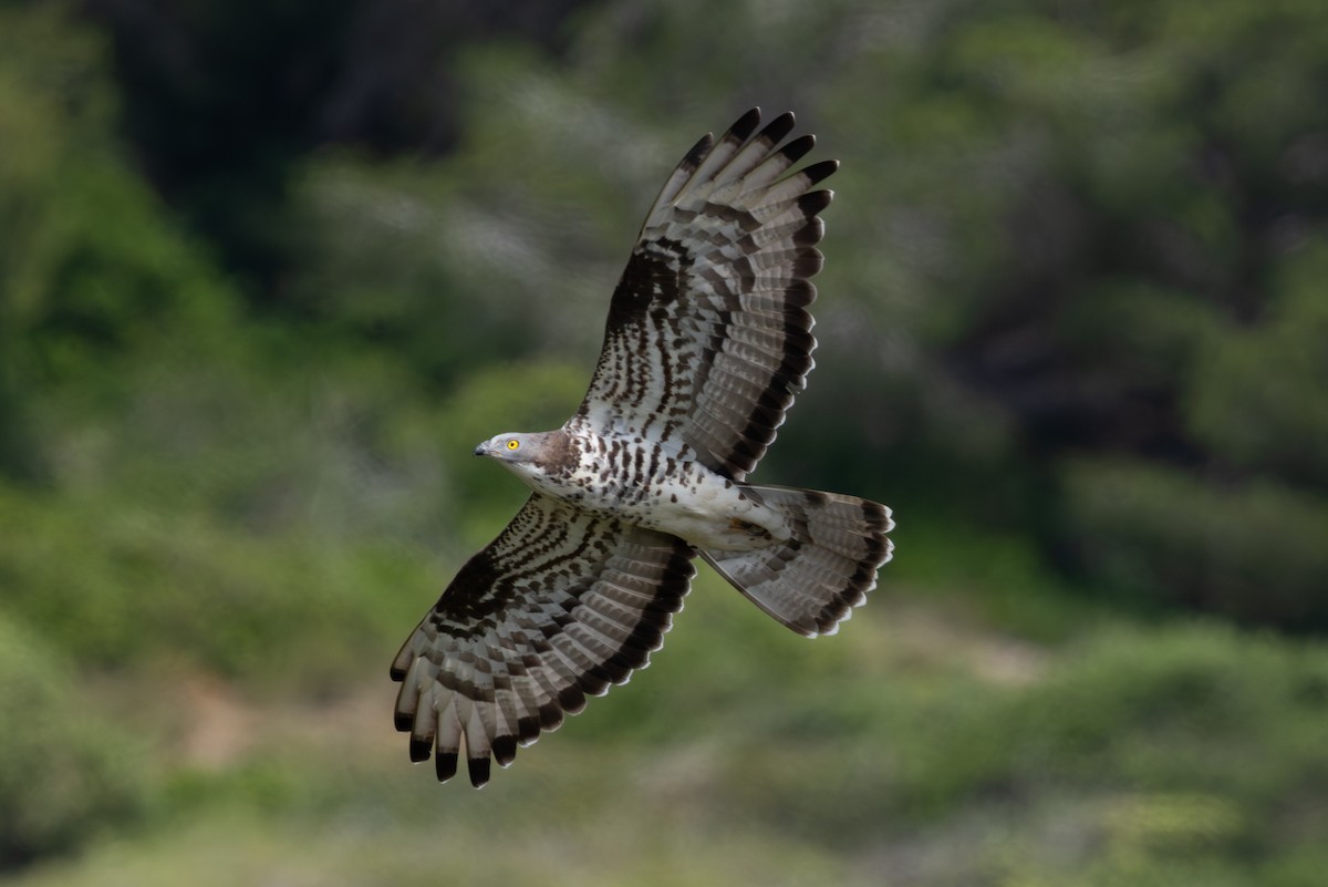 European Honey-buzzard - ML657219785