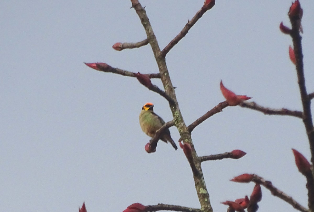 Flame-faced Tanager - ML657220645
