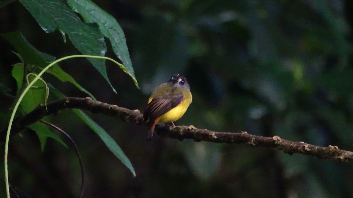 Ornate Flycatcher - ML657220688