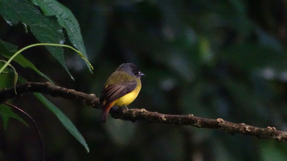Ornate Flycatcher - ML657220689