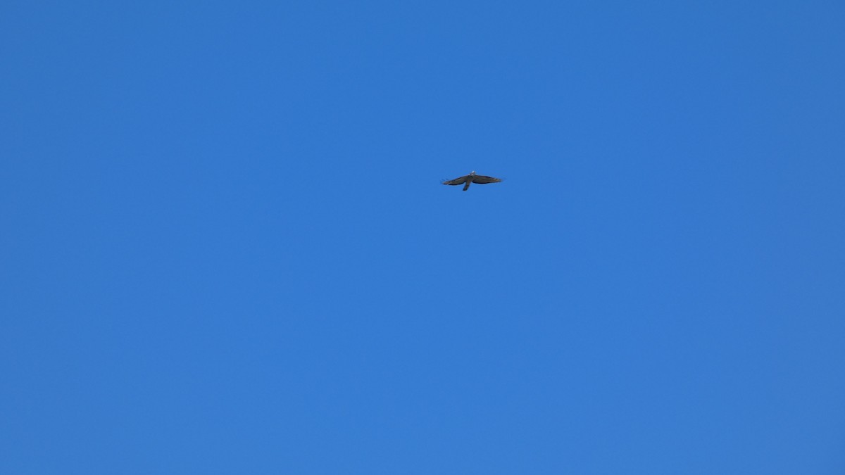European Honey-buzzard - ML657220905