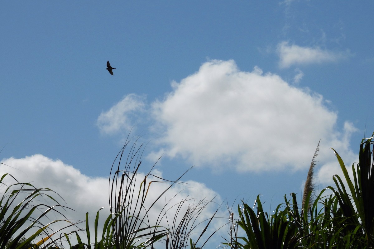 Cave Swallow - ML657221456
