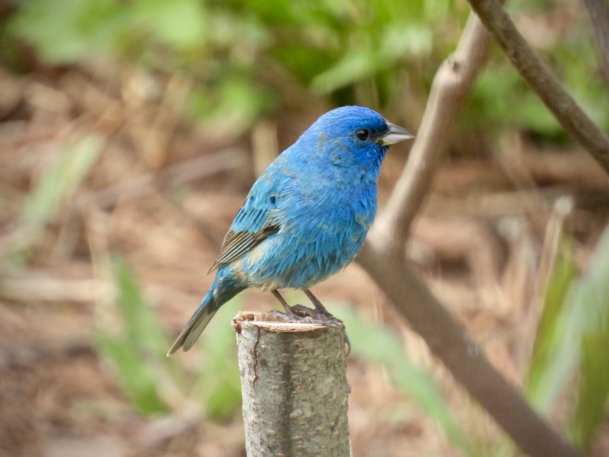 Indigo Bunting - ML657222798