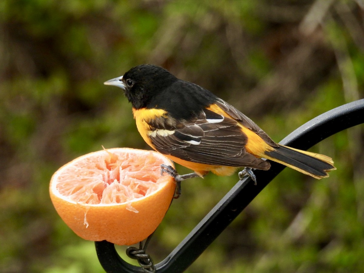 Baltimore Oriole - ML657222816