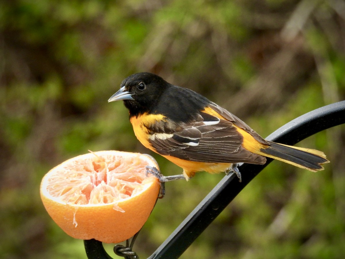 Baltimore Oriole - ML657222817