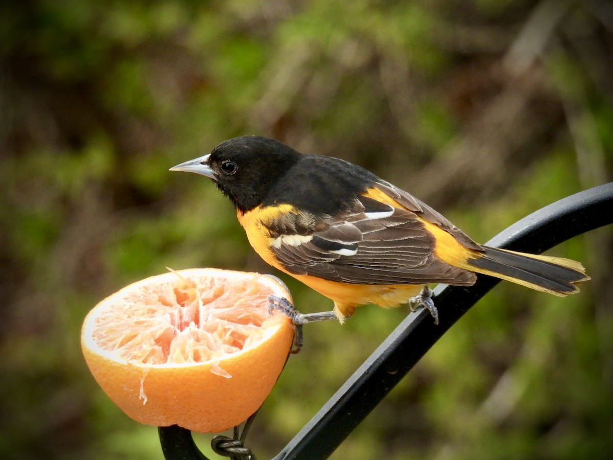 Baltimore Oriole - ML657222818