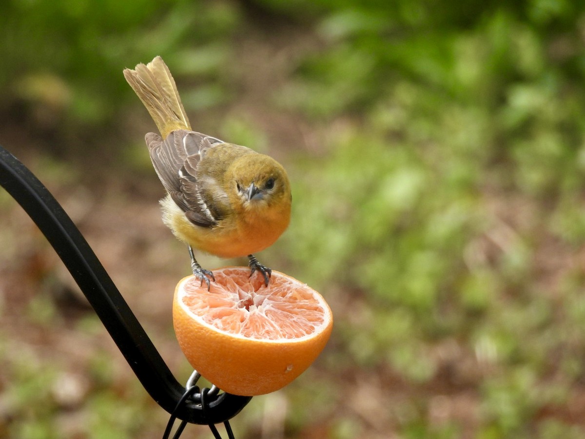 Baltimore Oriole - ML657222819