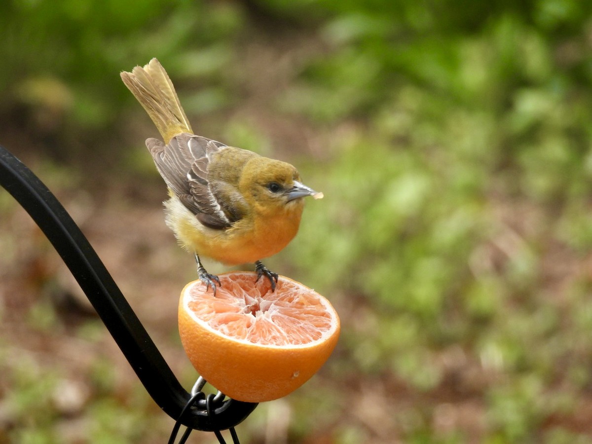 Baltimore Oriole - ML657222820