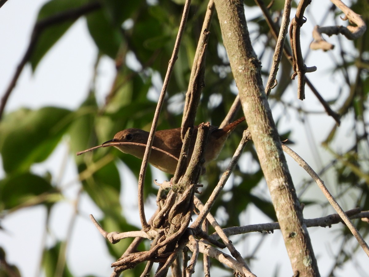 Plain Thornbird - ML657223025