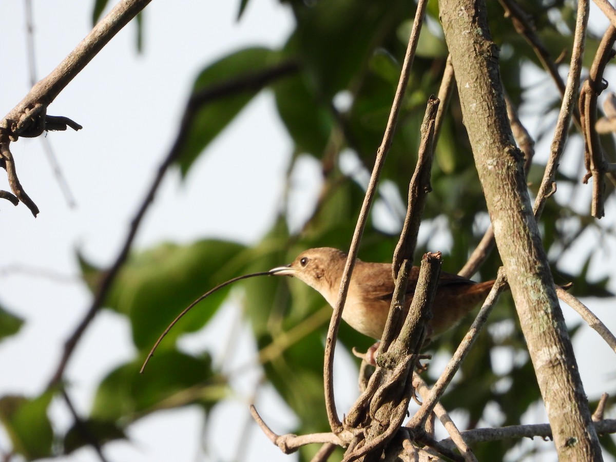 Plain Thornbird - ML657223051