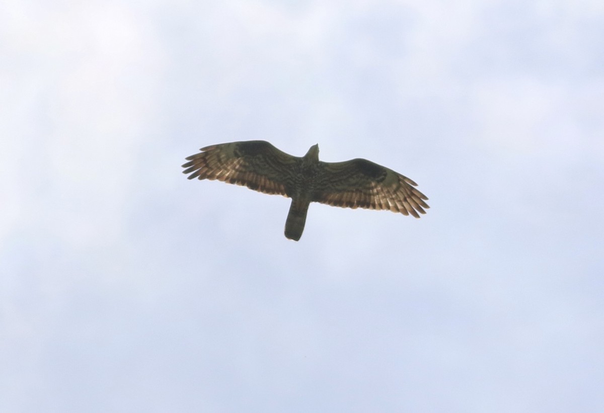 European Honey-buzzard - ML657223543