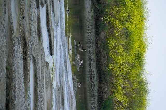 Gadwall