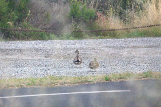 Gadwall