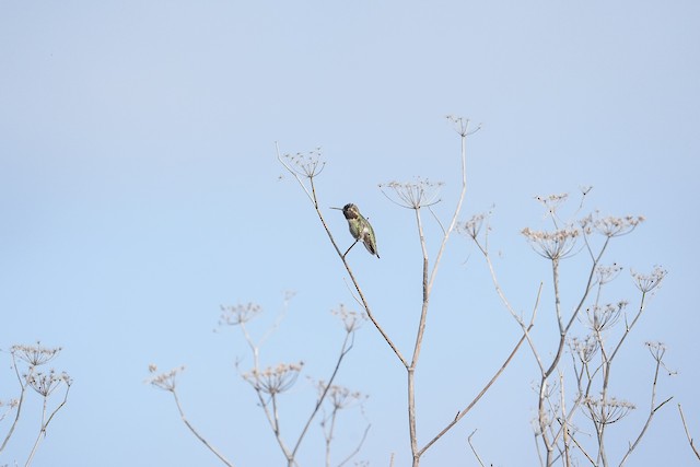 Anna's Hummingbird