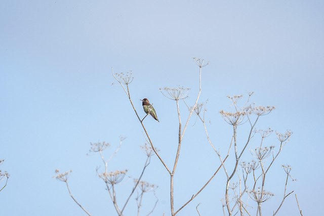 Anna's Hummingbird