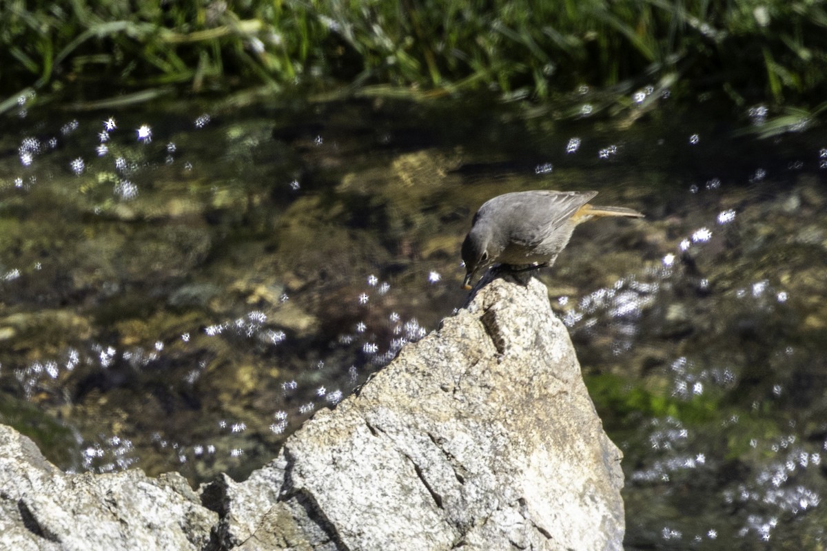 Black Redstart - ML657225548
