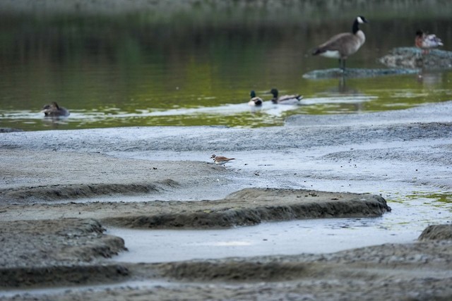 Killdeer