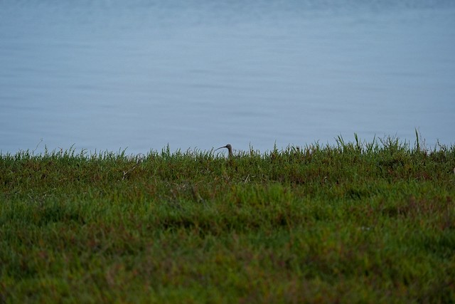 Hudsonian Whimbrel