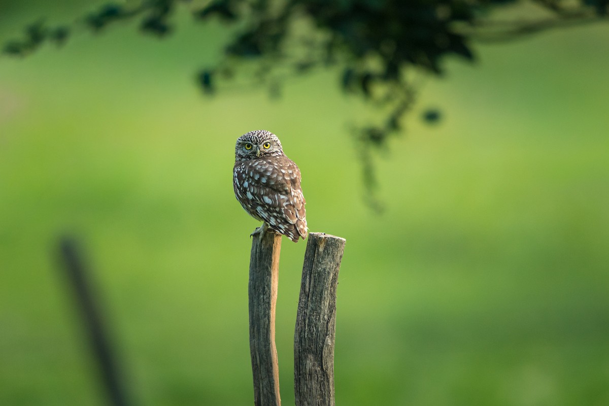 Little Owl (Little) - ML657225670