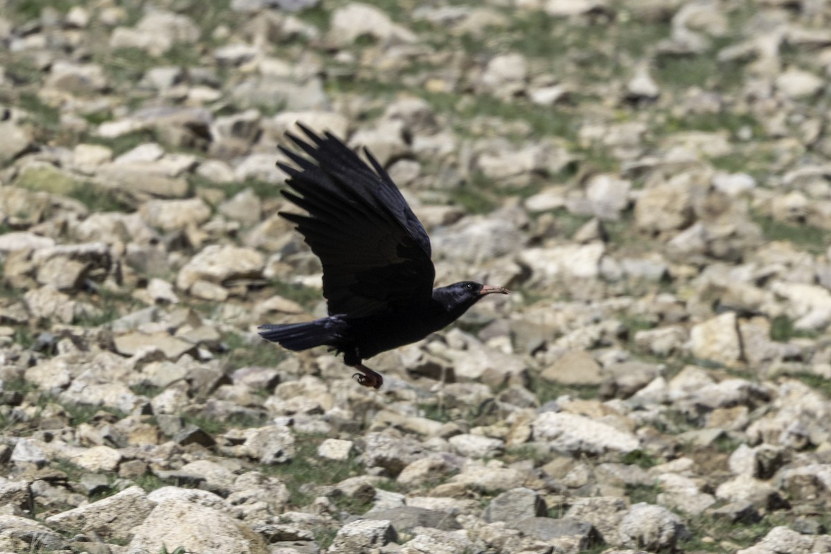 Red-billed Chough - ML657225674