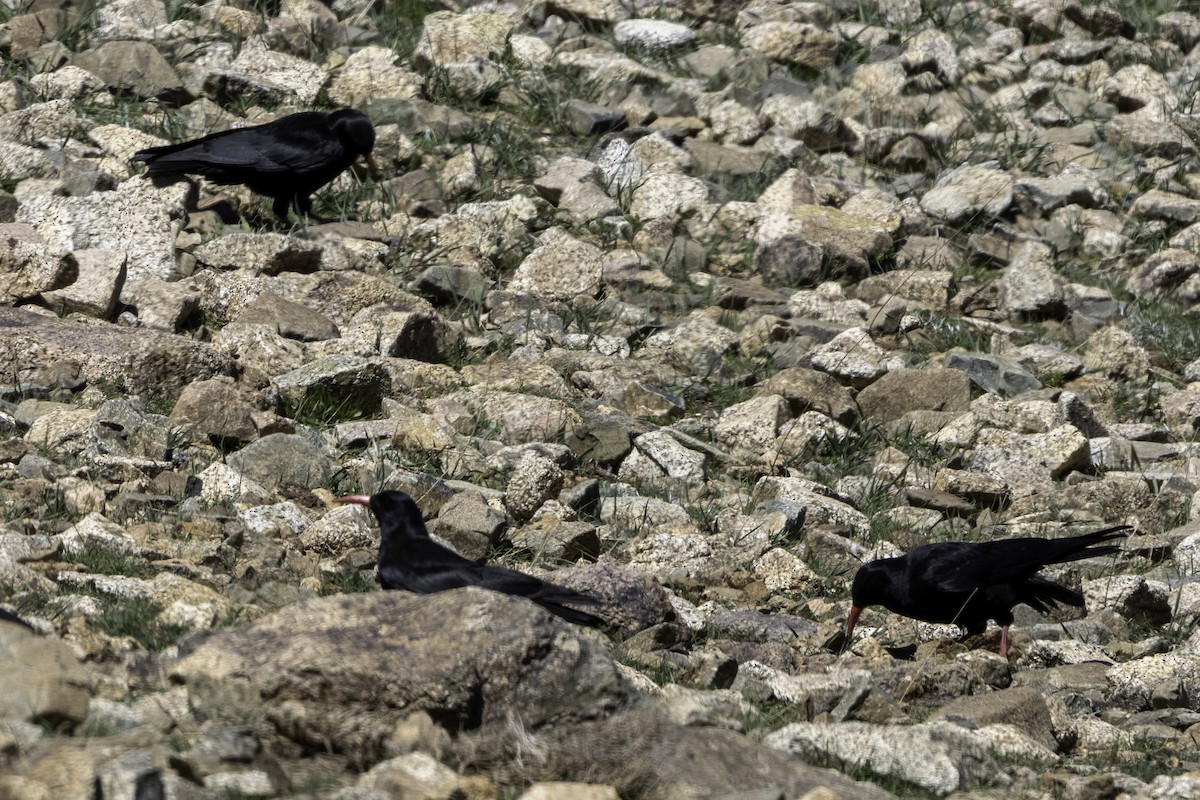 Red-billed Chough - ML657225675