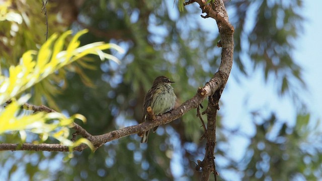 myrteparula (coronata) - ML657225933
