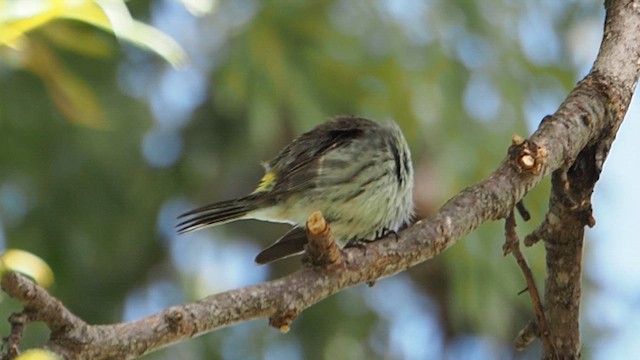 myrteparula (coronata) - ML657225939
