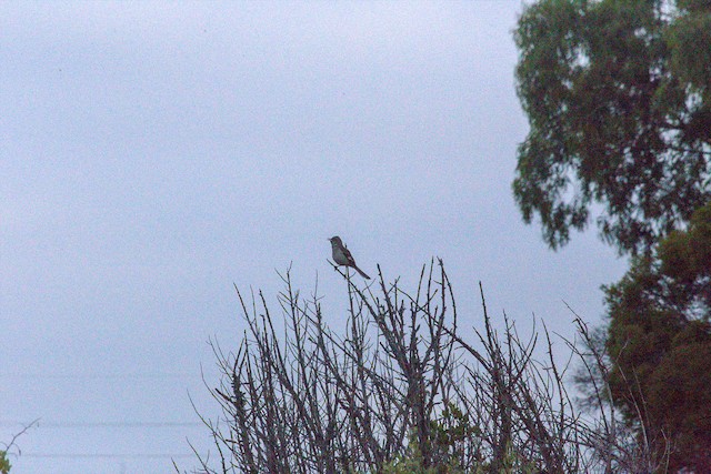 Northern Mockingbird