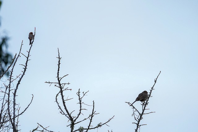 House Finch