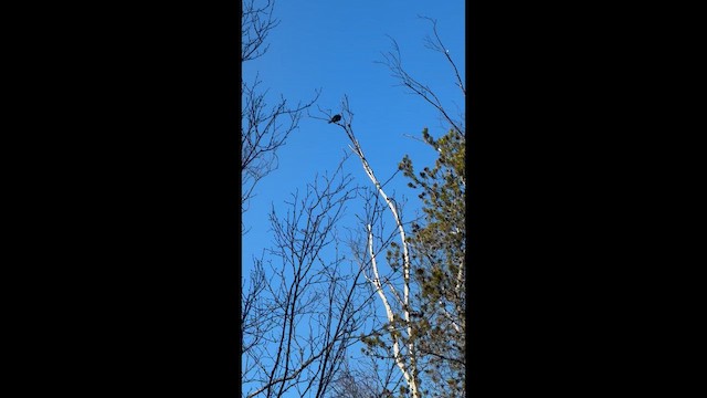 Sharp-shinned Hawk - ML657226906