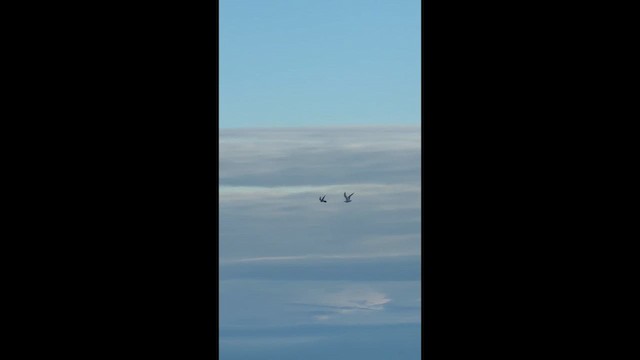 Peregrine Falcon - ML657226937