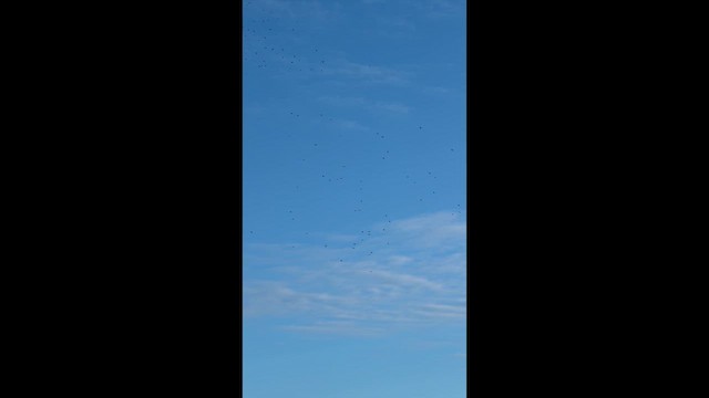Blue Jay - ML657227042