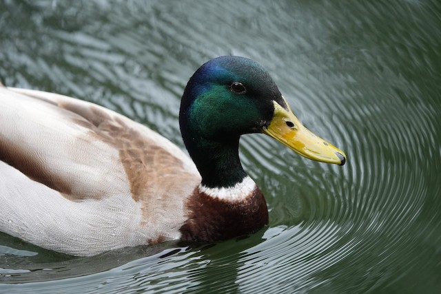 Mallard