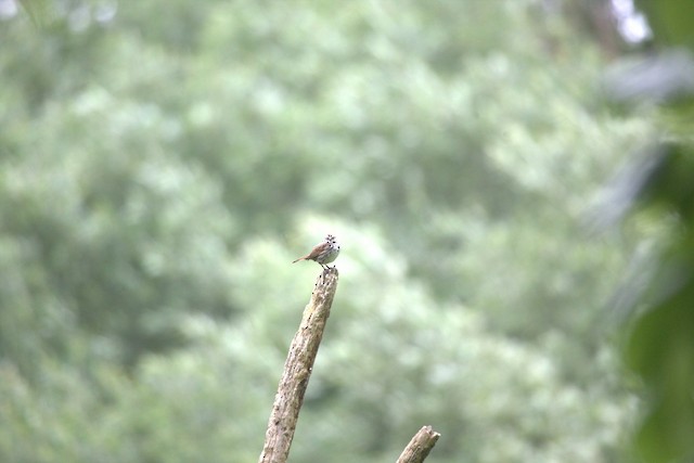 Song Sparrow