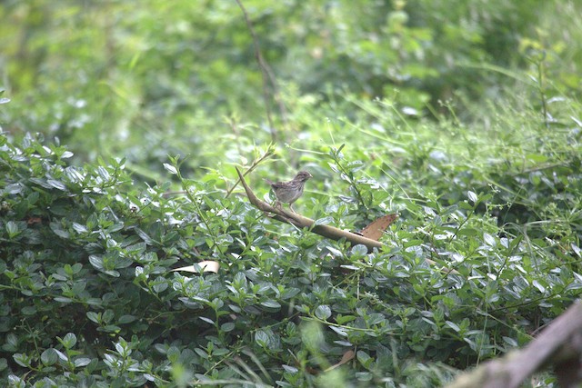 Song Sparrow