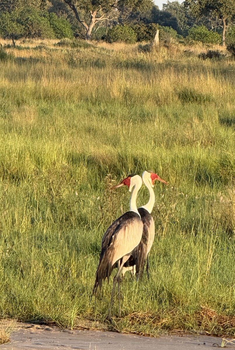 Wattled Crane - ML657227720
