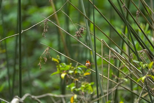 Allen's Hummingbird