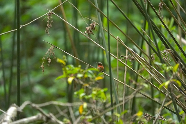 Allen's Hummingbird