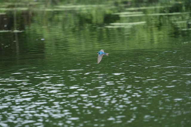 Tree Swallow