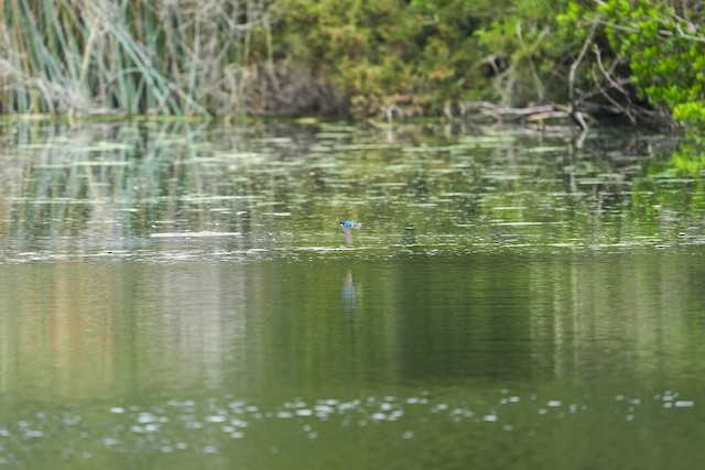 Tree Swallow
