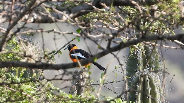 Orangetrupial - ML657228326
