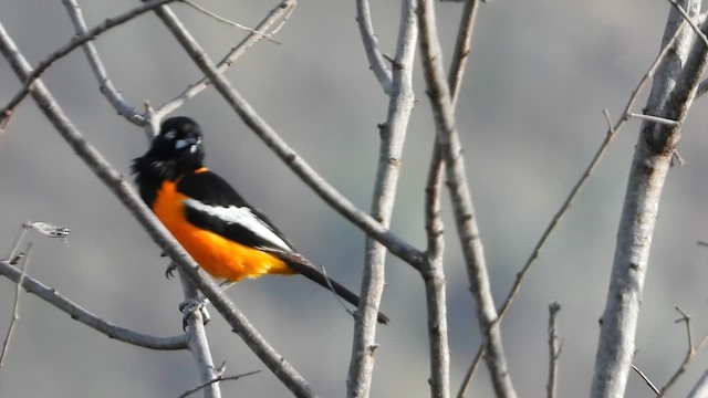 Orangetrupial - ML657228327