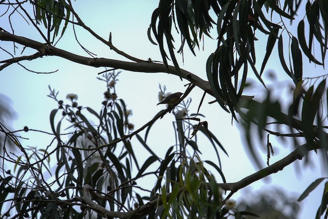 Cedar Waxwing