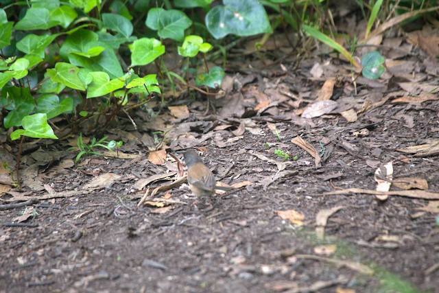 Dark-eyed Junco