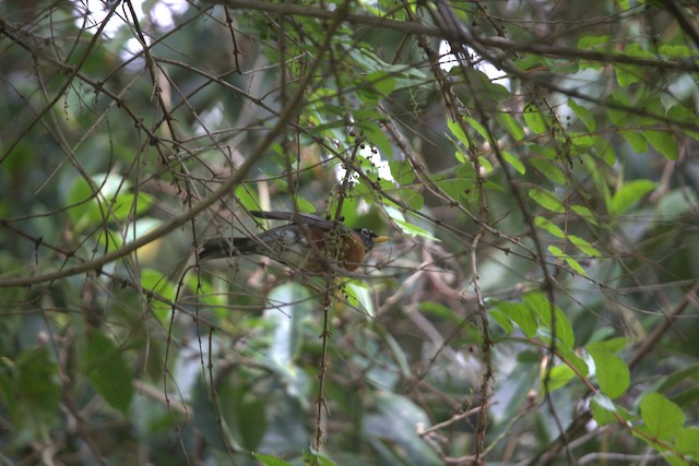 American Robin