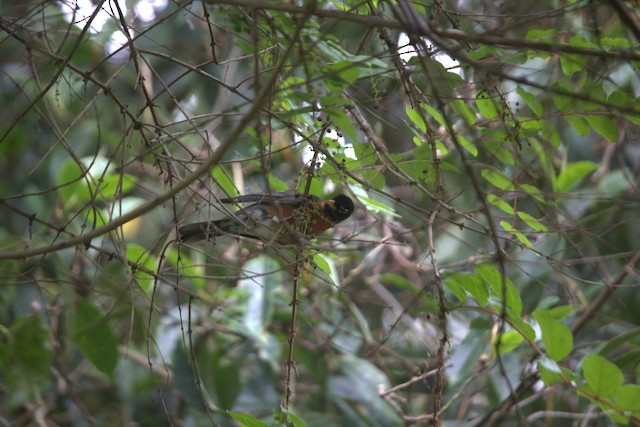 American Robin