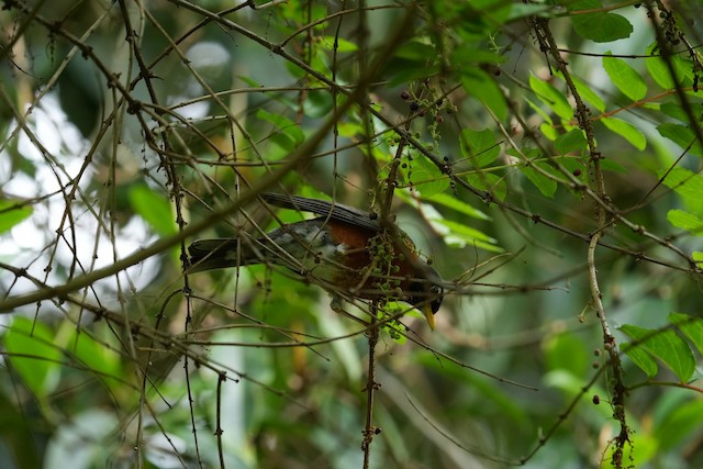 American Robin