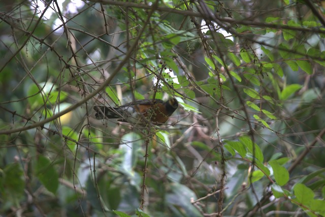 American Robin