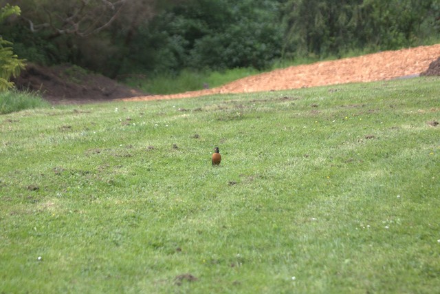 American Robin