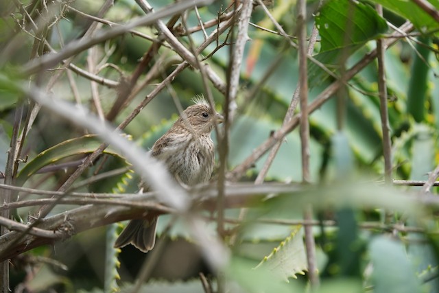 House Finch